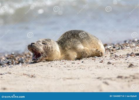 Abandoned Seal Pup Calling for Mum. Sad Cute Baby Animal Stock Photo ...