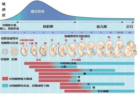 這幾張圖告訴你懷孕216周胎兒的整個發育過程讓人淚目 每日頭條