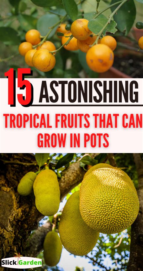 Astonishing Tropical Fruits That Can Grow In Pots Slick Garden