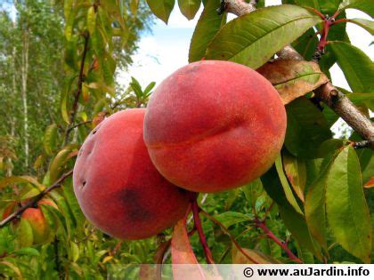 Pêcher Pêche Nectarinier Nectarine Brugnonier Brugnon Pavie