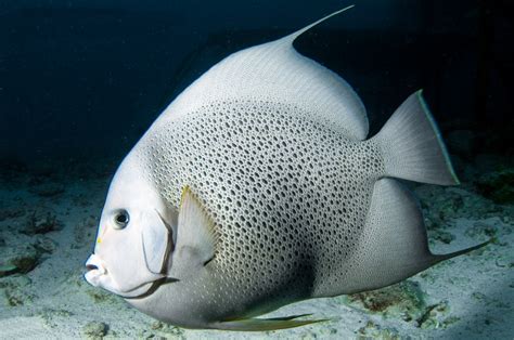 Peixe Anjo Preto Caracter Sticas Reprodu O Alimenta O E Habitat