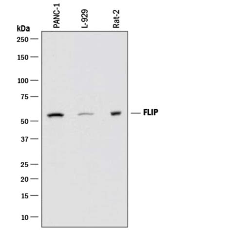 Humanmouserat Flip Antibody Randd Systems™ 100ug Unlabeled Fisher