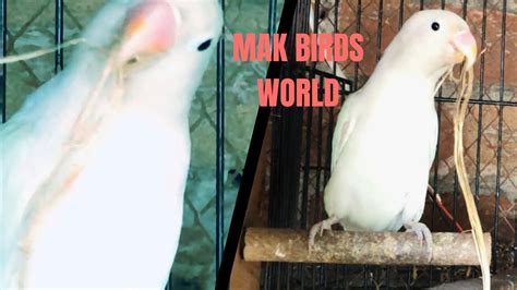 Albino Love Birds Ki Pairing Seeds For Birds YouTube