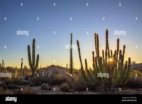 Cacti California Hi Res Stock Photography And Images Alamy