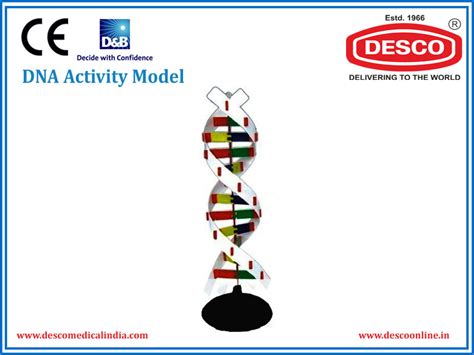 DNA Activity Model | Manufacturers & Suppliers | Desco