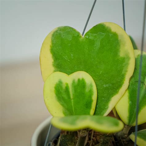 Hoya kerrii variegata Mała Szklarnia