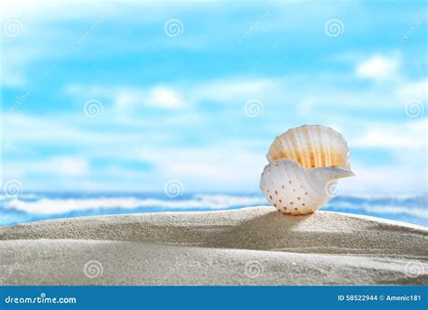 Seashell On The Beach Stock Photo Image Of Starfish 58522944