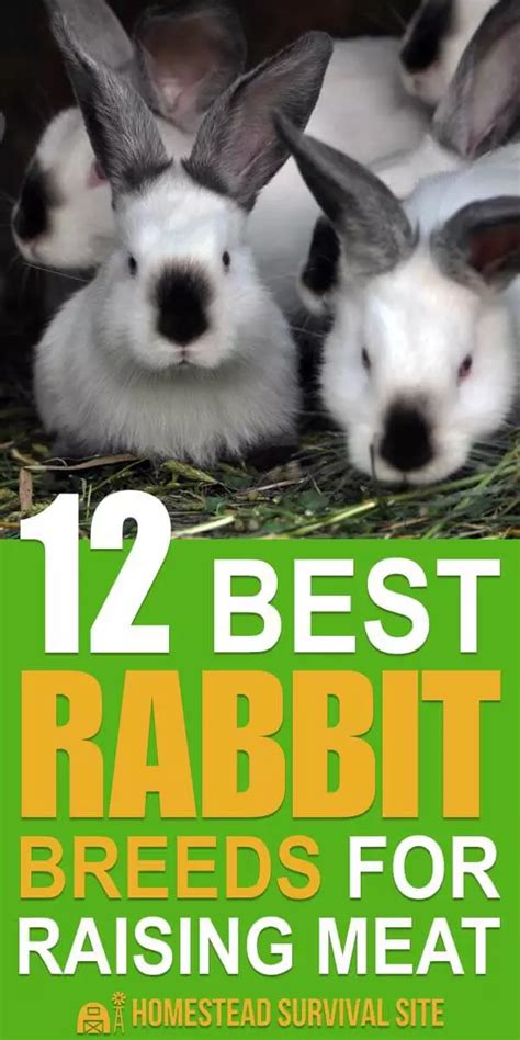 15 Best Rabbit Breeds For Raising Meat Rabbit Breeds Meat Chickens