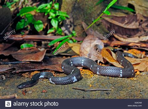 Sri Lanka Snake High Resolution Stock Photography And Images Alamy