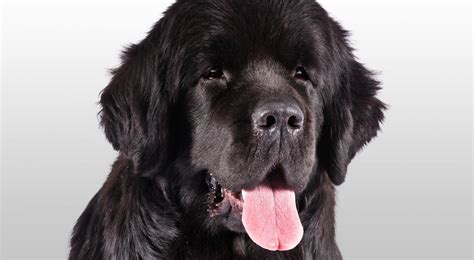 Newfoundland Dog Breed Information American Kennel Club