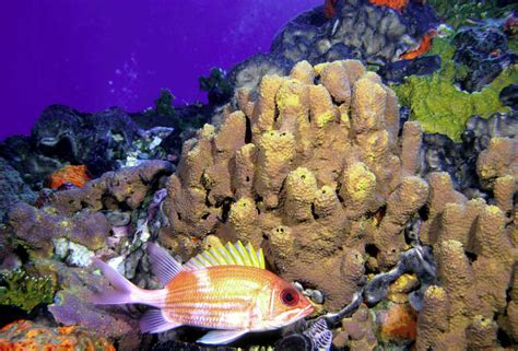 Coral Reefs in the Gulf of Mexico | The Coastal Classroom