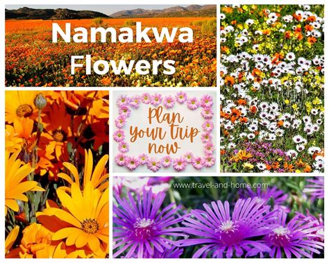 The Best Namaqua Flowers Road Trip And Tips - TRAVEL AND HOME