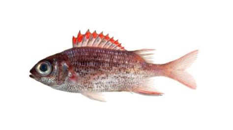 Fishing For Speckled Squirrelfish Fish Species FishAngler