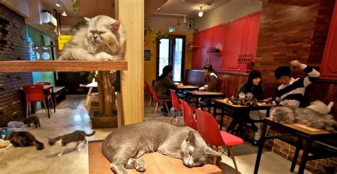 Neko Caf Il Bar Dei Gatti Apre A Torino Della Serie Mai Pi Senza