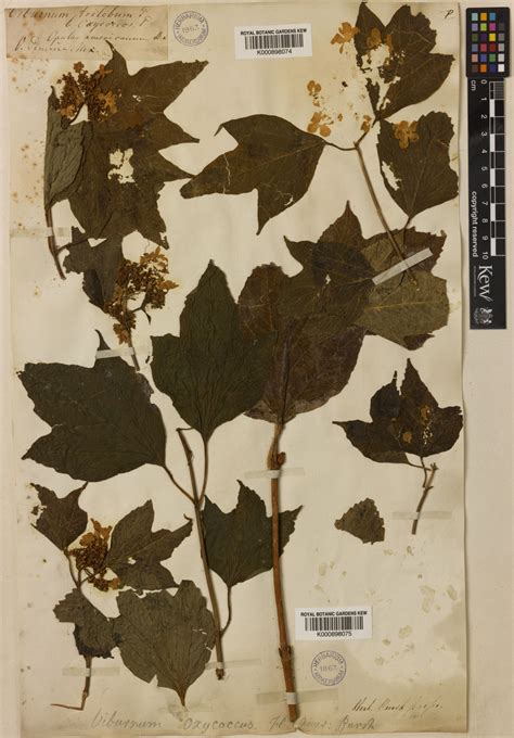 Viburnum Trilobum Marshall Plants Of The World Online Kew Science