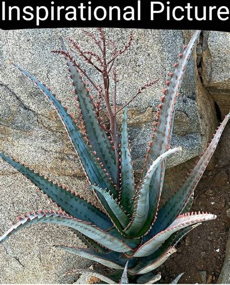 Aloe Divaricata Diablo Mr Toothy Aloe Brilliant Red Teeth At The