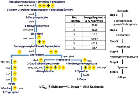 Pathway For Aromatic Amino Biosynthesis In Escherichia Coli Since The Download Scientific