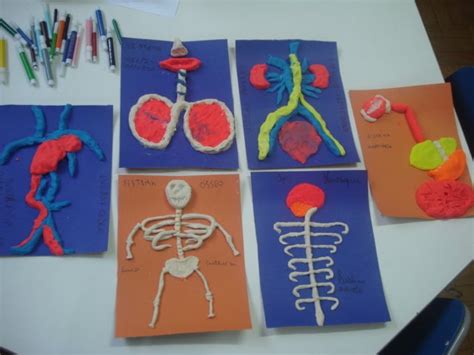 Ensino Fundamental Junior TURMA 5º ANO Construindo o Corpo Humano