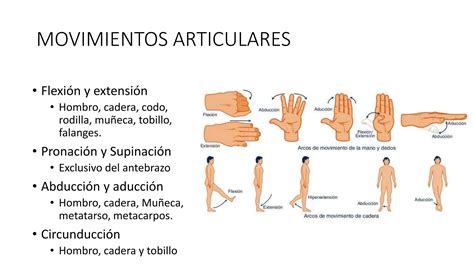 Esqueleto Apendicular Del Miembro Superior E Inferior Ppt