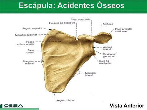 Aula Radiologia Anatomia Do Esqueleto Apendicular Cintura