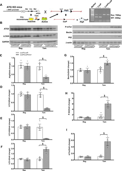 Effects Of Atg5 Knockdown On Cardiac Autophagy Proteins A Scheme Of Download Scientific