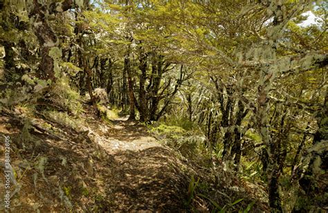 Nelson Lakes National Park Located In The South Island Of New Zealand