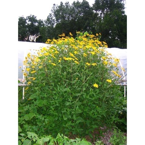 Tubérculo Tupinambo Alcachofa De Jerusalén Helianthus