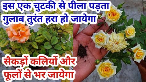 Rose Plant Growing Care Tips Best Fertilizer For Rose Plant Homemade