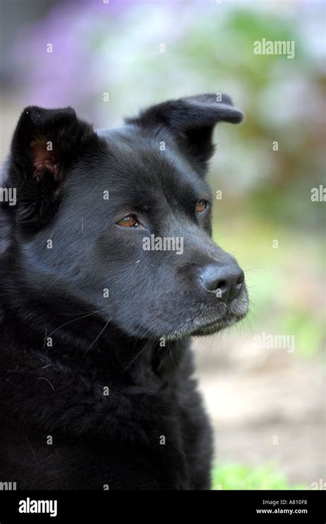 Chow Akita Mixed Breed Dog Stock Photo Alamy