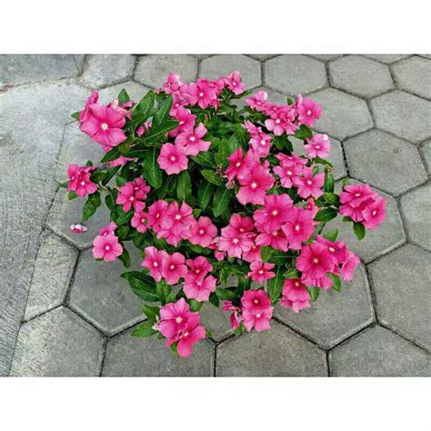 Jual Tanaman Hias Vinca Exotic Bunga Vinca Exotic Pink Bunga Hias Vinca