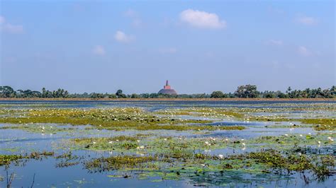 View From Basawakkulama Tank Wallpaper Backiee