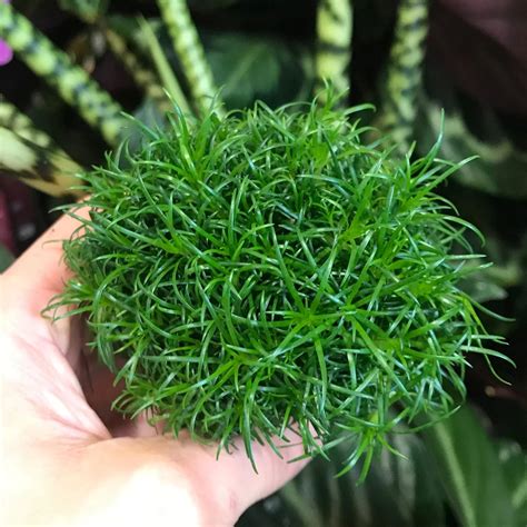 Growing Irish Moss In Garden And Complete Caring Guide Plants Spark Joy