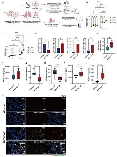 Cancers Free Full Text Single Cell Transcriptomic Profiles Of Lung