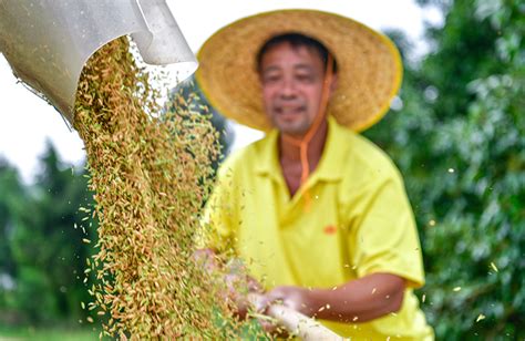 我国粮食产量连续9年稳定在13万亿斤以上要闻图片中国政府网