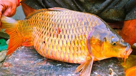 Amazing Grass Carp Fish Cutting Skills Youtube