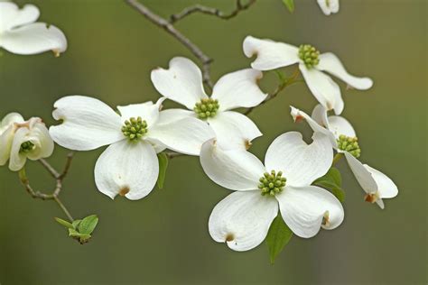 White Flowering Dogwood Tree Facts - Dogwood Tree Planting Care ...