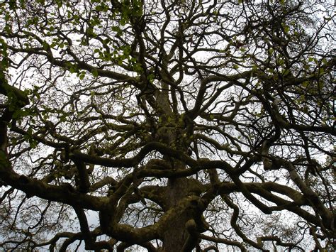 Hatfield Forest And Hatfield Broad Oak Frames Of Reference