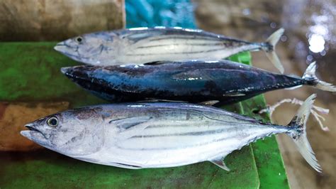 The Sharpest Tuna Machete In The World Tuna Cutting Master Skills