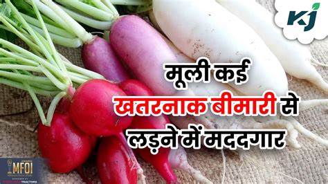 मूली स्वास्थ्य का खजाना जानें इसकी खेती व फायदे Mooli Ki Kheti Benefits Of Radish Cultivation