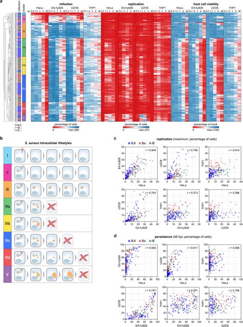 Individual S Aureus Isolates Exhibit Similar Intracellular Lifestyles