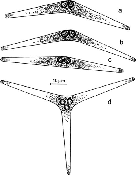 New Species Of Myxosporean Myxozoa Myxosporea Parasites Of