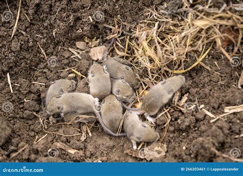 Nest Of Wild Field Mice Stock Image Image Of Nature 266203461