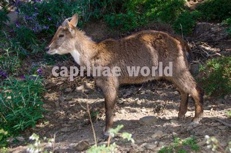 Himalayan gorals – Ralfs' Wildlife and Wild Places