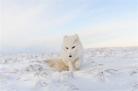 Raposa do Ártico Vulpes Lagopus na tundra wilde Raposa do Ártico