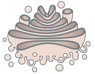 Free Golgi Apparatus Cliparts, Download Free Golgi Apparatus Cliparts ...