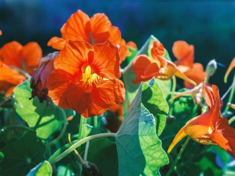 How To Plant Grow And Care For Nasturtium Hgtv