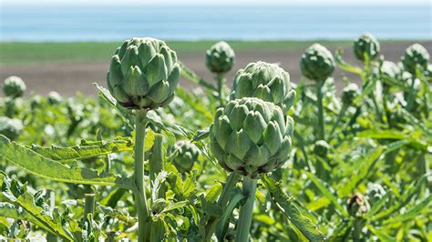 Growing Artichokes: Learn How to Plant, Grow & Care for Artichokes