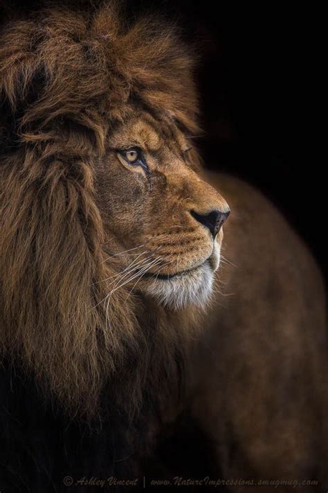 Male Lion Profile Portrait Standing Lion Pantheraleo Malelion