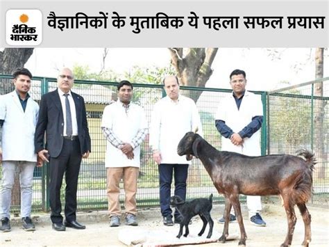 First Male Goat Lamb Born By Artificial Insemination Ai By