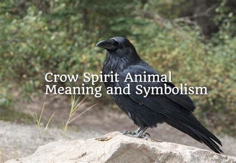 Crow Spirit Animal Meaning and Symbolism - Spirit Animal Encyclopedia